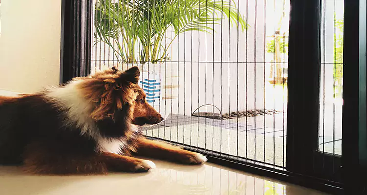 Sliding Screen Pet Door Repair in Brandon, FL