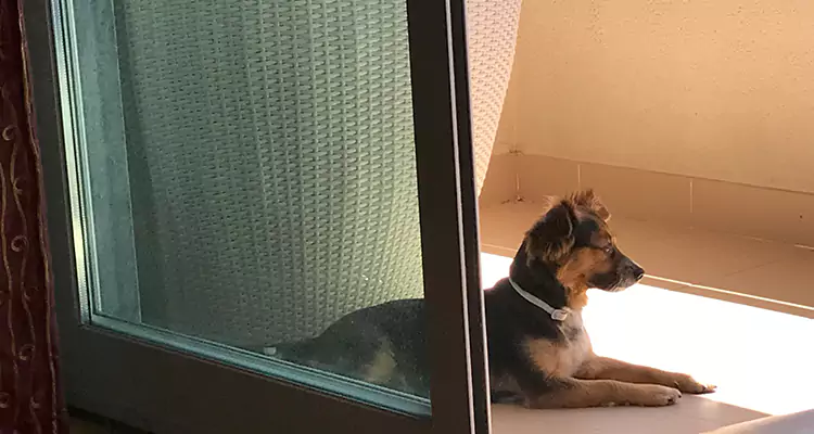 French Door Pet Screen Repair in Brandon, FL